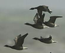 Brant Goose