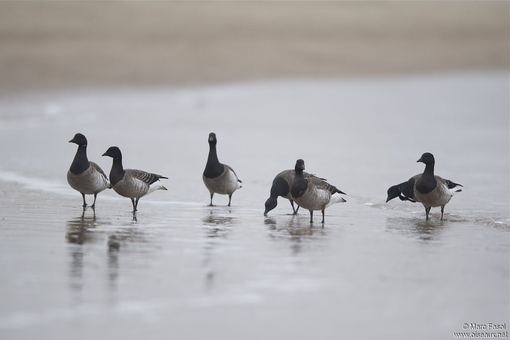 Brant Goose, identification