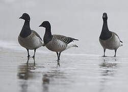 Brant Goose