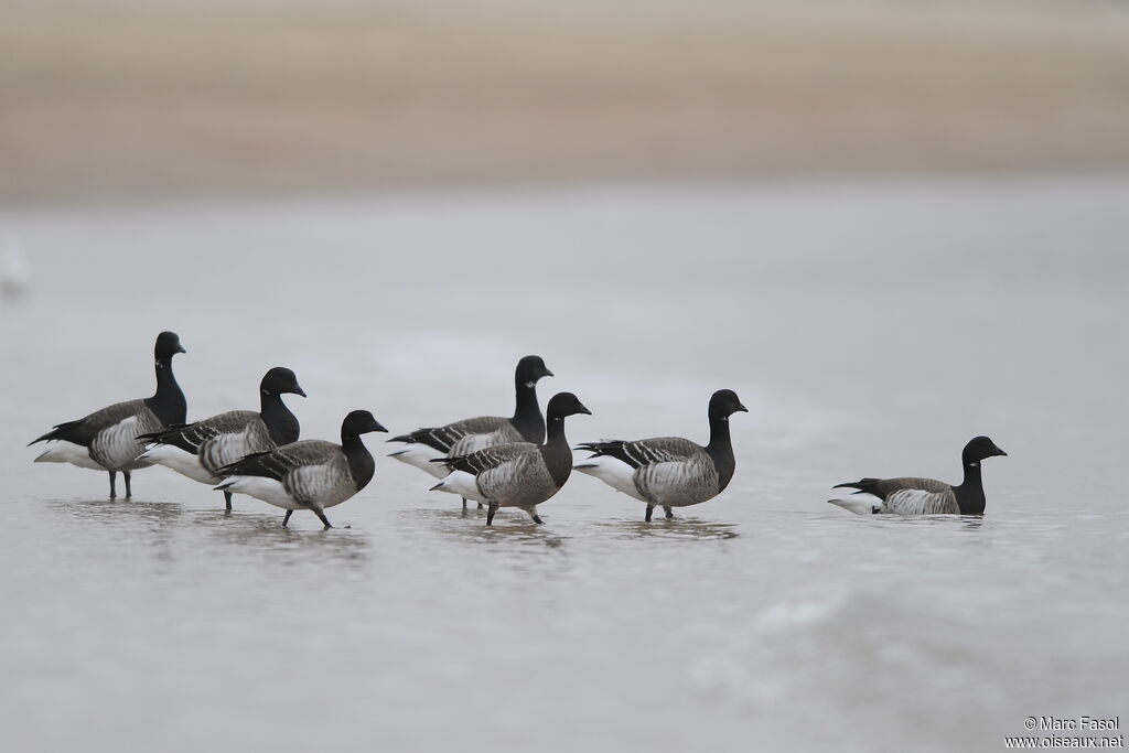 Brant Goose, identification