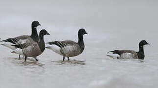 Brant Goose