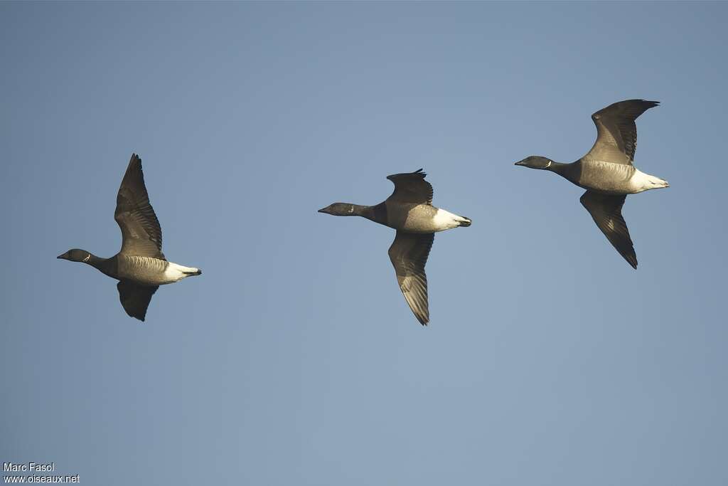 Brant Gooseadult, Flight