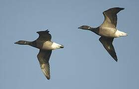 Brant Goose