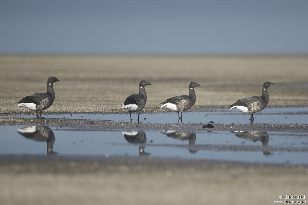 Brant Goose, identification