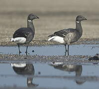 Brant Goose