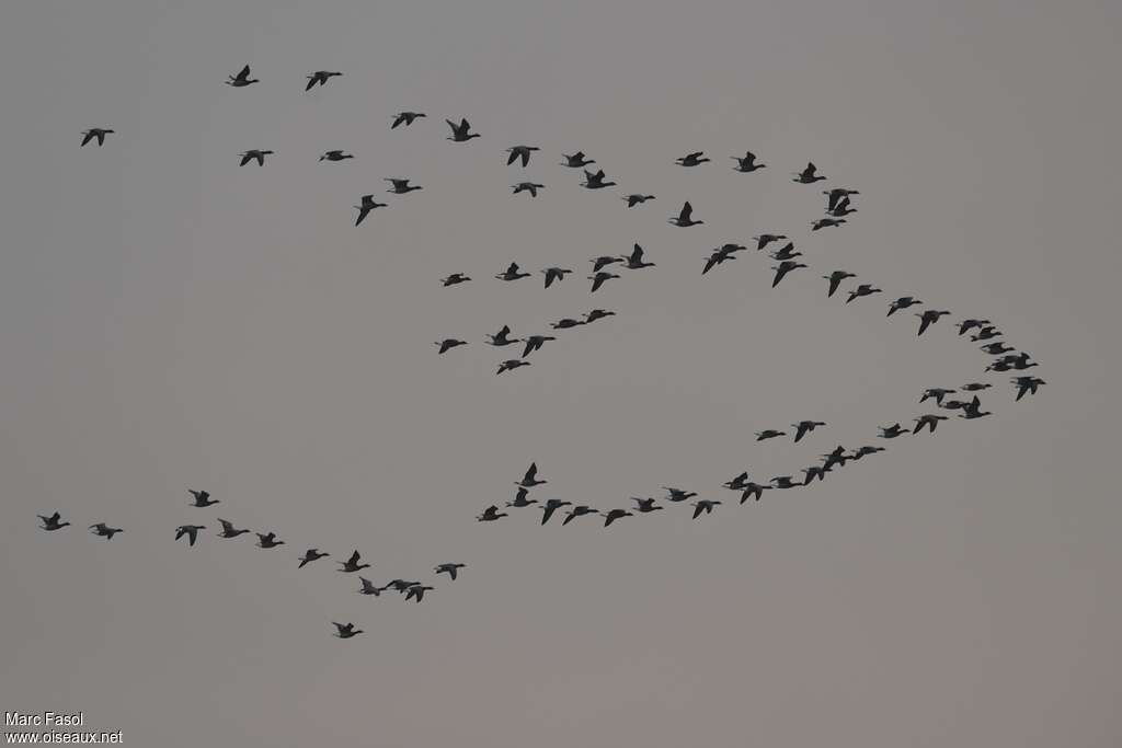 Brant Goose, Flight, Behaviour