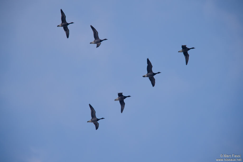 Brant Gooseadult