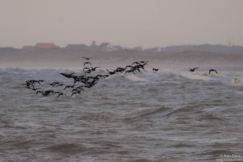 Brant Goose