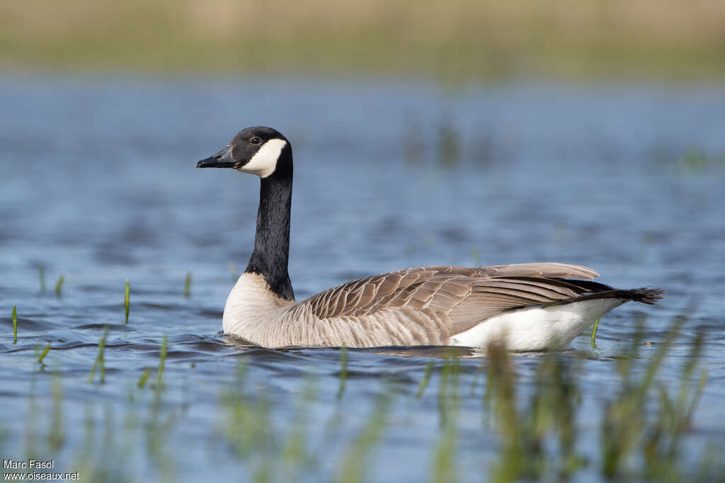 Canada Goose male, identification