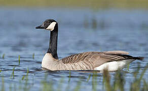 Canada Goose