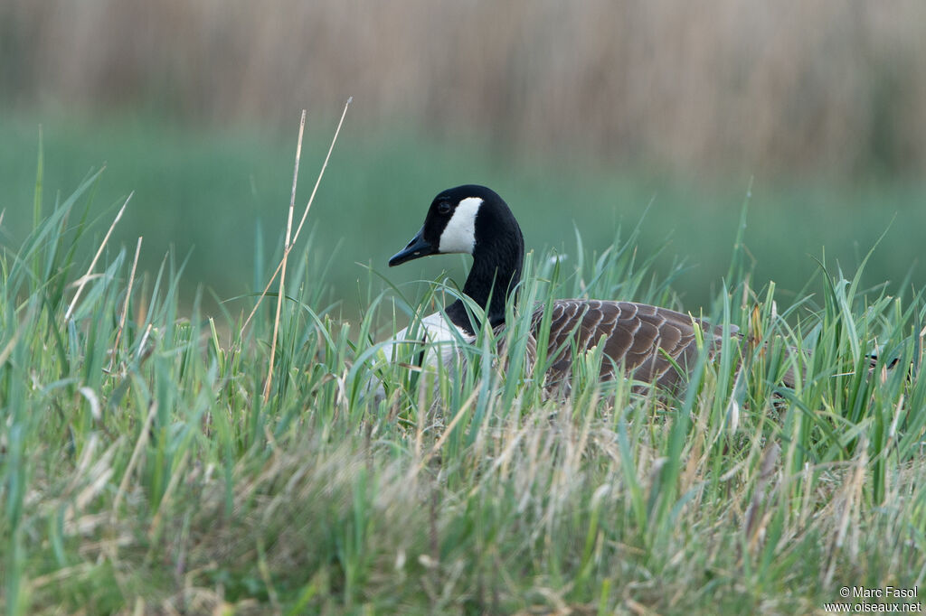 Canada Goose female adult, identification, Reproduction-nesting