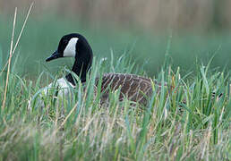 Canada Goose