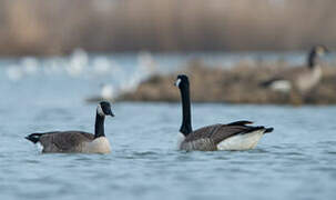 Canada Goose