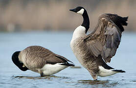 Canada Goose