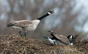 Canada Goose