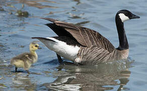 Canada Goose