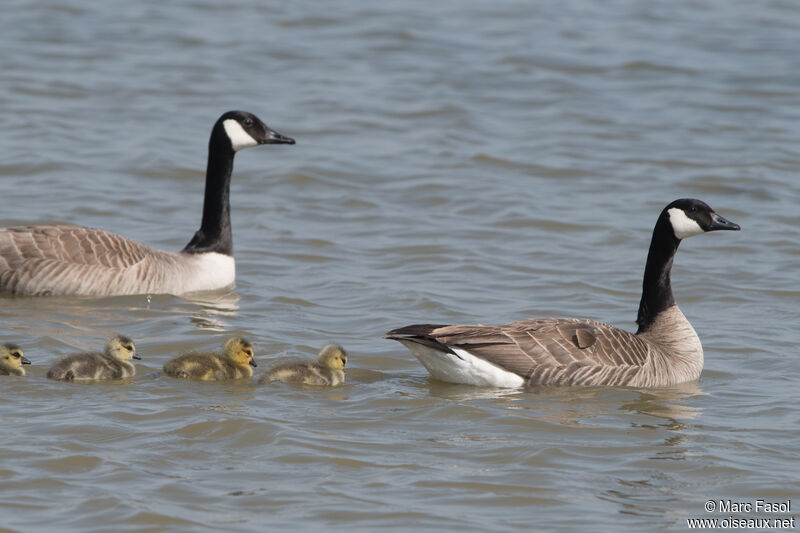 Canada Goose, identification, Reproduction-nesting