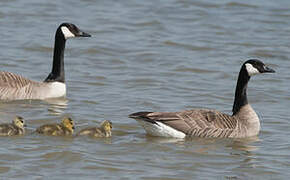 Canada Goose