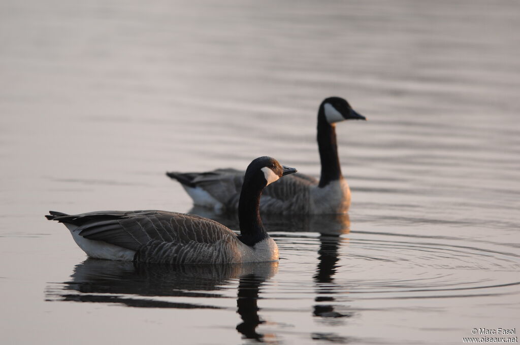 Canada Goose , identification