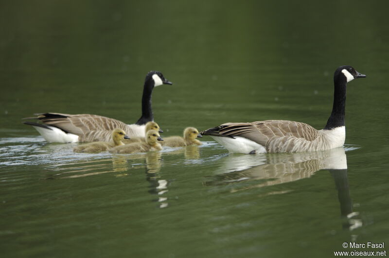 Canada Goose adult breeding, Reproduction-nesting