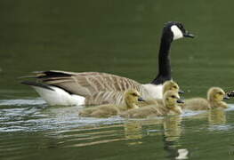 Canada Goose