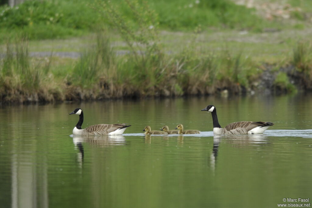 Canada Goose adult breeding, Reproduction-nesting