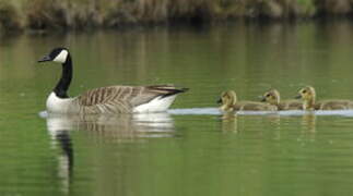 Canada Goose