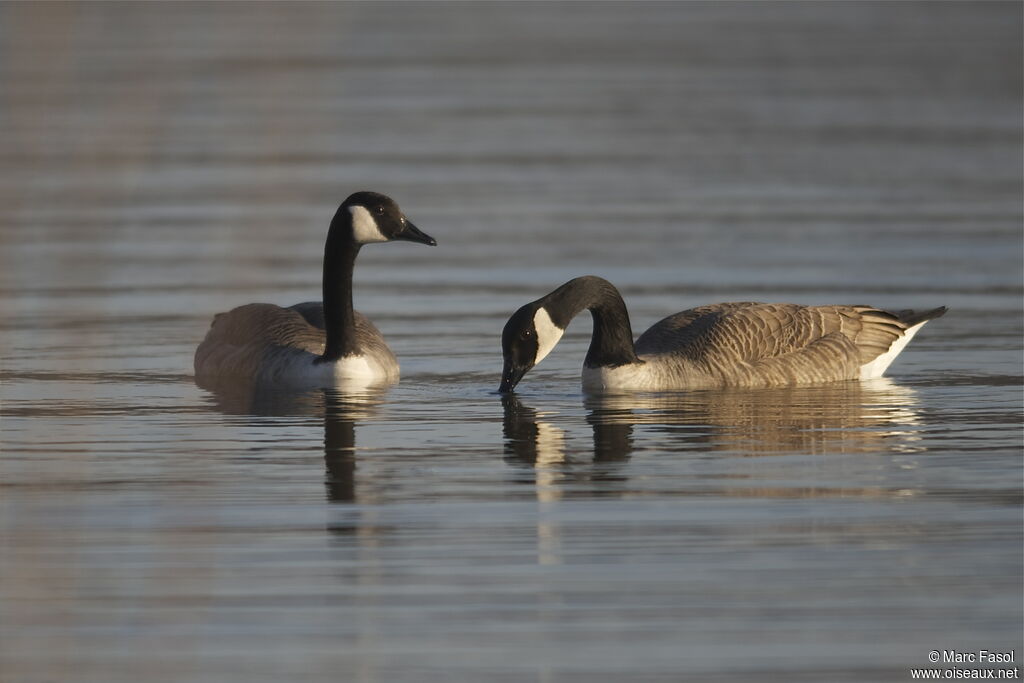 Canada Goose , identification, Behaviour