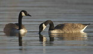 Canada Goose