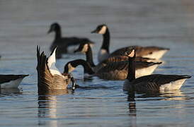 Canada Goose