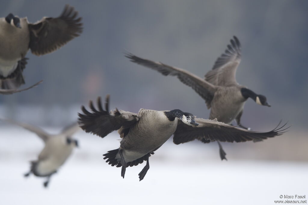 Canada Gooseadult, Flight