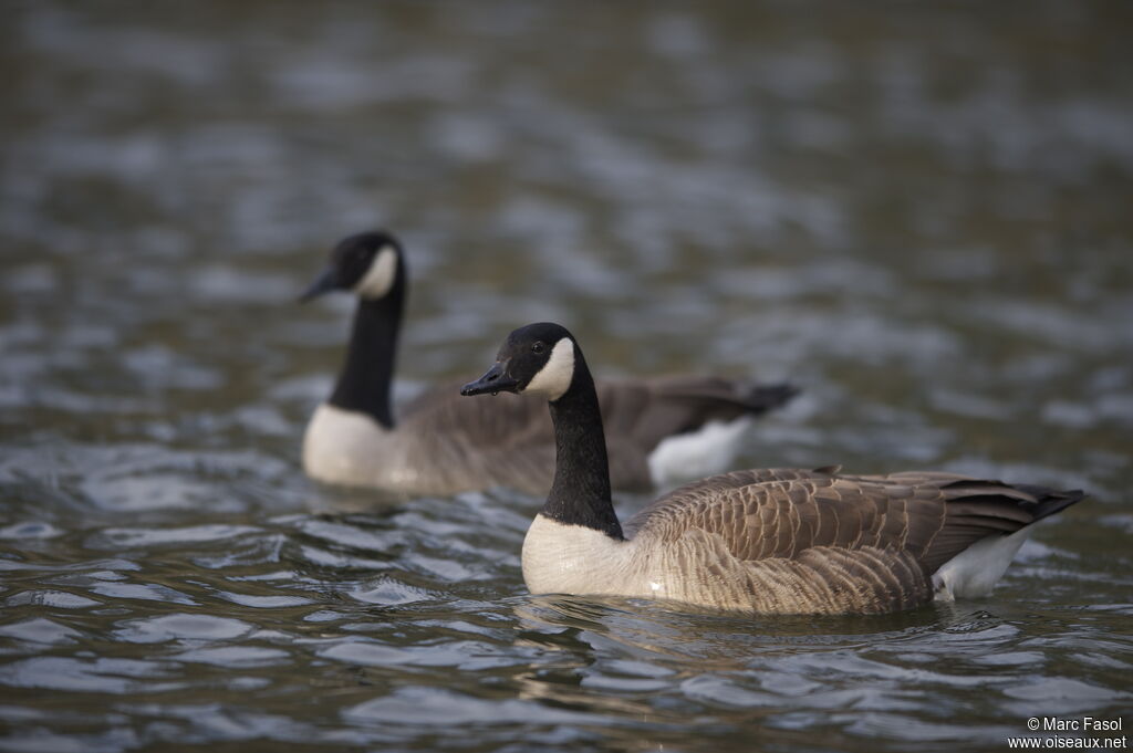 Canada Goose adult breeding, identification