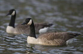 Canada Goose