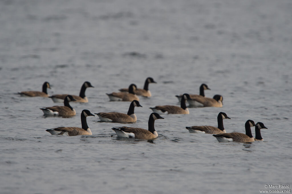 Canada Goose