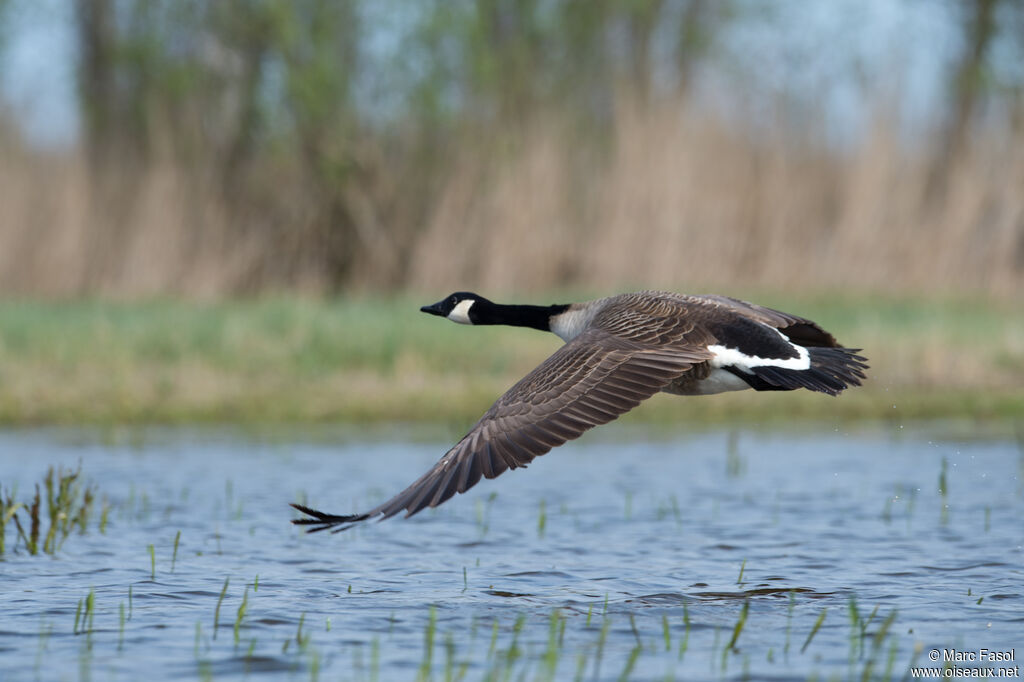 Canada Gooseadult, Flight