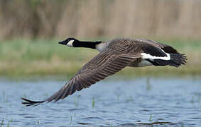 Canada Goose