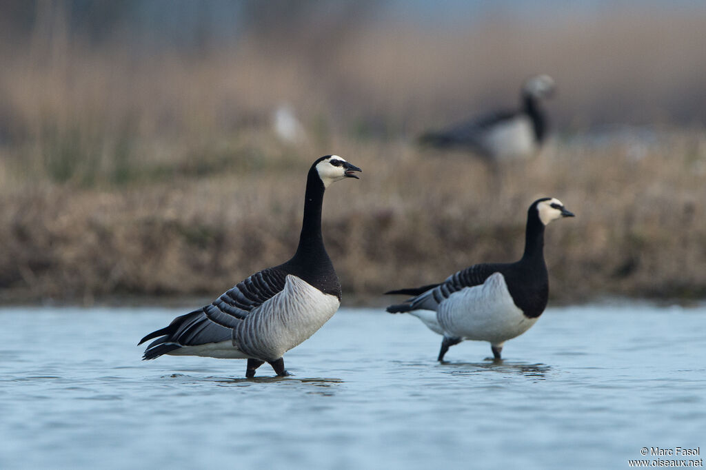 Barnacle Gooseadult breeding