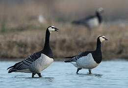 Barnacle Goose