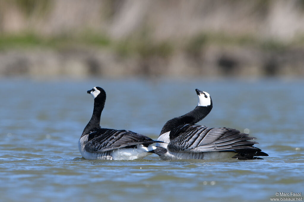 Barnacle Gooseadult breeding, courting display