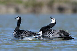 Barnacle Goose