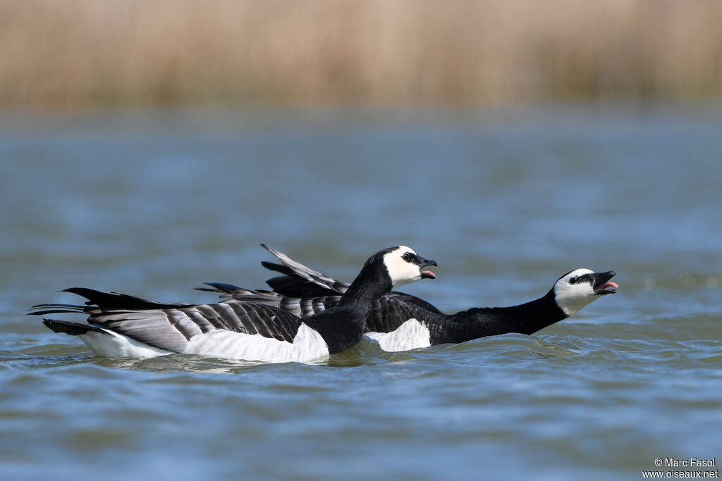 Barnacle Gooseadult breeding