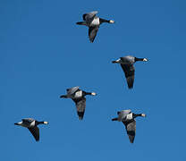 Barnacle Goose