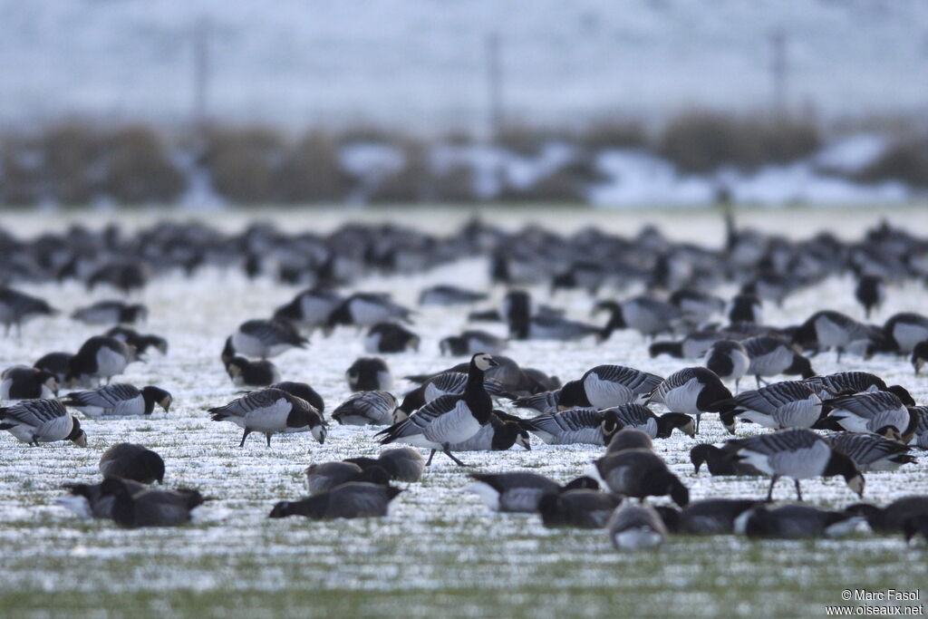 Barnacle Goose, feeding habits, Behaviour