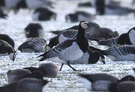 Barnacle Goose