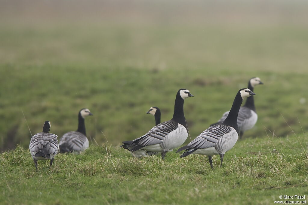 Barnacle Goose, identification