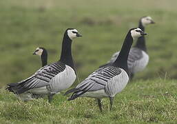 Barnacle Goose