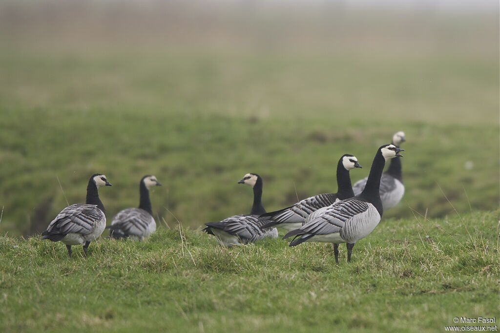 Barnacle Goose, Behaviour