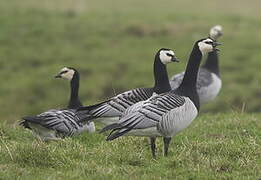 Barnacle Goose