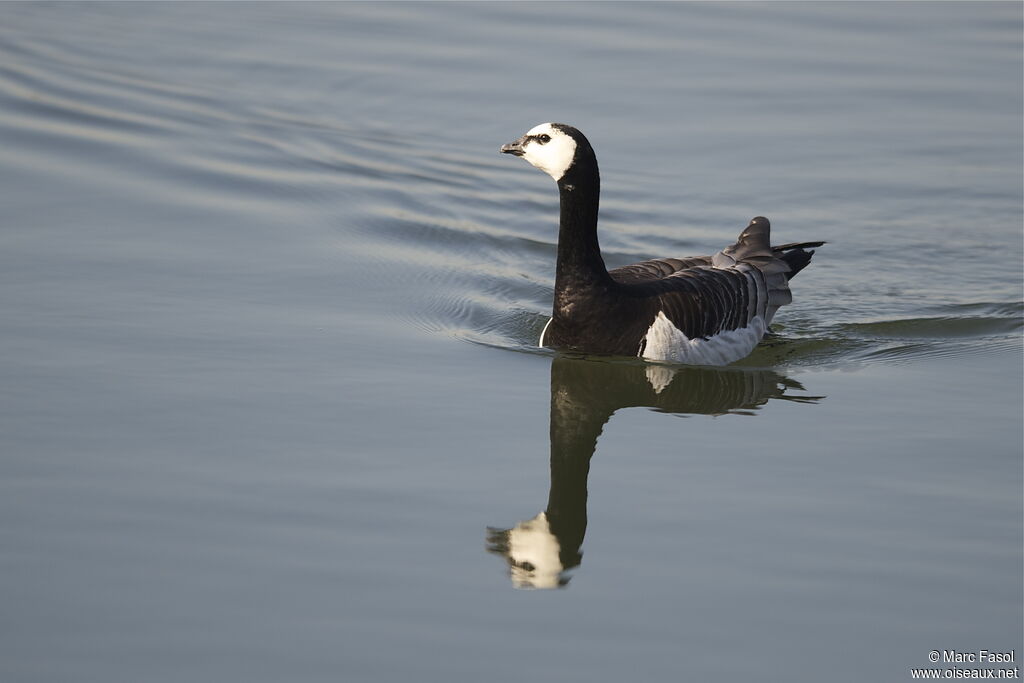 Barnacle Gooseadult breeding, identification