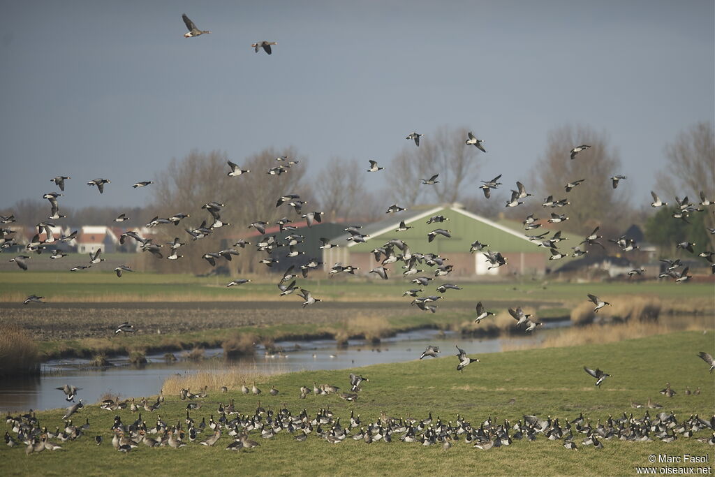 Barnacle Goose, identification, feeding habits